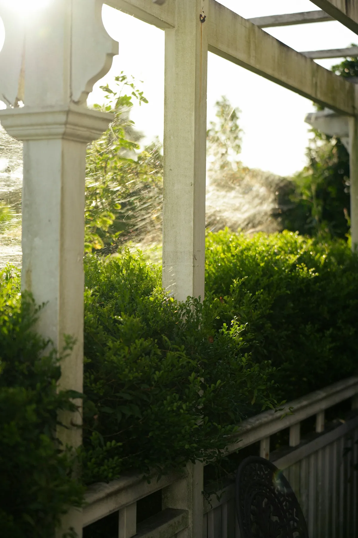 Sunlight passing through a white garden pergola above green hedges